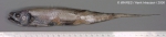 Lyconus brachycolus Holt & Byrne, 1906