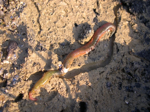 Arenicola marina