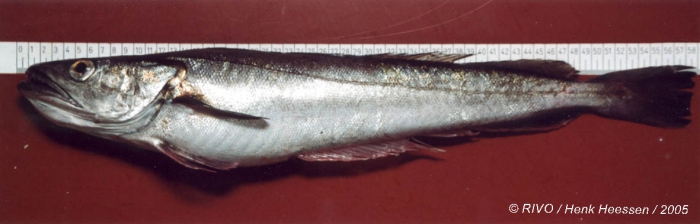 Merluccius merluccius (Linnaeus, 1758) Merluccius merluccius (Linnaeus, 1758)