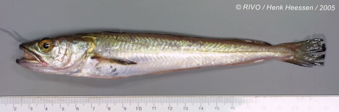 Merluccius merluccius (Linnaeus, 1758) Merluccius merluccius (Linnaeus, 1758)