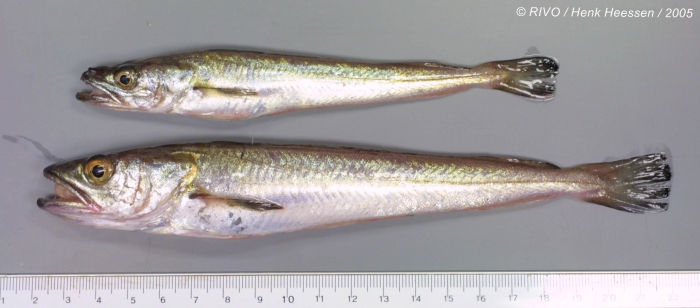 Merluccius merluccius (Linnaeus, 1758) Merluccius merluccius (Linnaeus, 1758)