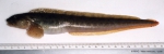 Zoarces viviparus (Linnaeus, 1758)