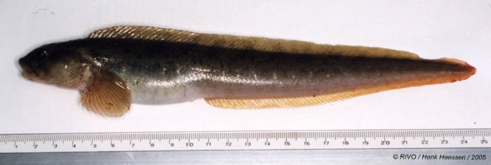 Zoarces viviparus (Linnaeus, 1758) Zoarces viviparus (Linnaeus, 1758)