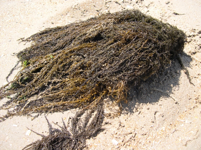 Japans bessenwier Sargassum muticum Japans bessenwier Sargassum muticum