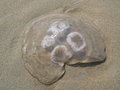 Scyphozoa (jelly fish)