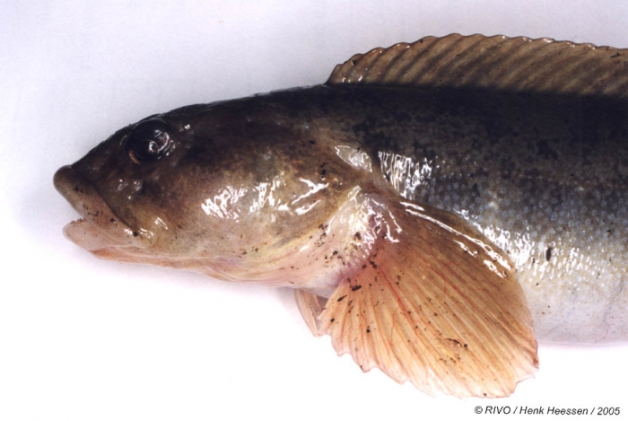 Zoarces viviparus (Linnaeus, 1758) Zoarces viviparus (Linnaeus, 1758)