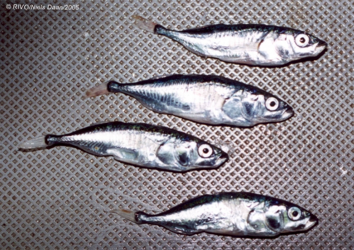 Gasterosteus aculeatus Linnaeus, 1758 Gasterosteus aculeatus Linnaeus, 1758