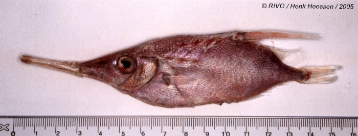 Macroramphosus scolopax (Linnaeus, 1758) Macroramphosus scolopax (Linnaeus, 1758)