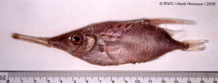 Macroramphosus scolopax (Linnaeus, 1758)