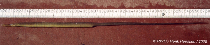 Entelurus aequoreus (Linnaeus, 1758) Entelurus aequoreus (Linnaeus, 1758)