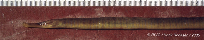 Entelurus aequoreus (Linnaeus, 1758) Entelurus aequoreus (Linnaeus, 1758)