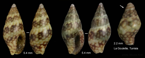 Mitrella psilla (Duclos, 1846)Specimens live collected in june 2008 on a rocky pier at La Goulette, Tunisia. Size 5.4 mm (adults) and 2.2 mm (juveniles). 