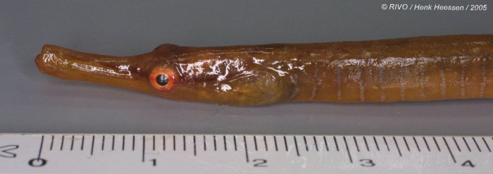 Entelurus aequoreus (Linnaeus, 1758) Entelurus aequoreus (Linnaeus, 1758)