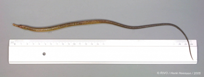 Entelurus aequoreus (Linnaeus, 1758) Entelurus aequoreus (Linnaeus, 1758)