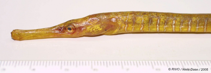 Entelurus aequoreus (Linnaeus, 1758) Entelurus aequoreus (Linnaeus, 1758)