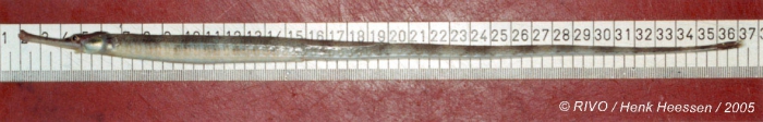 Syngnathus acus Linnaeus, 1758 Syngnathus acus Linnaeus, 1758