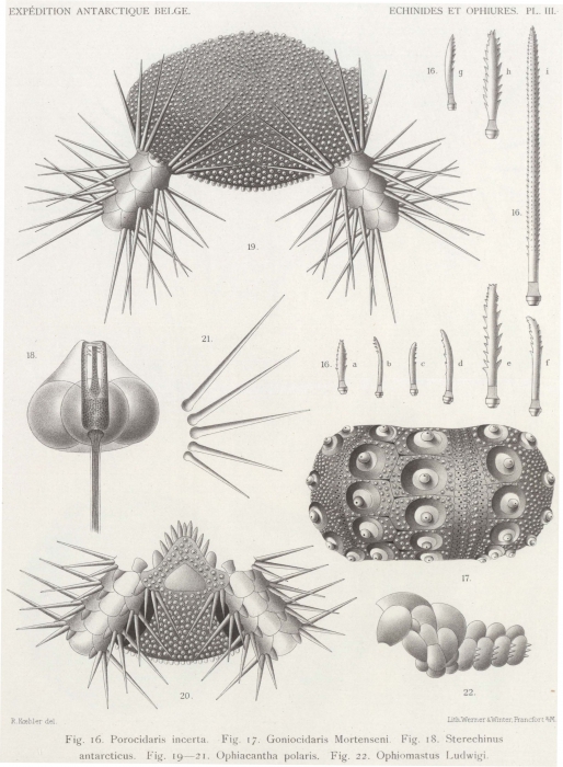 Koehler (1901, pl. 3) 