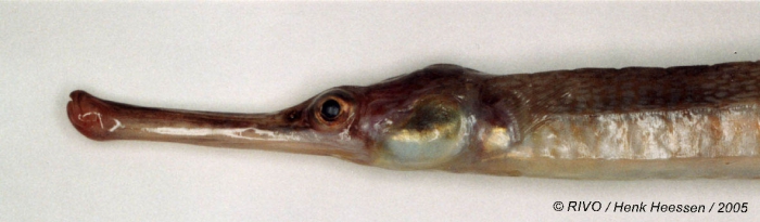 Syngnathus acus Linnaeus, 1758 Syngnathus acus Linnaeus, 1758