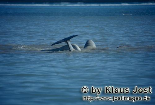 Delphinapterus leucas Delphinapterus leucas