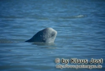 Beluga Whale Delphinapterus leucas (Pallas, 1776)