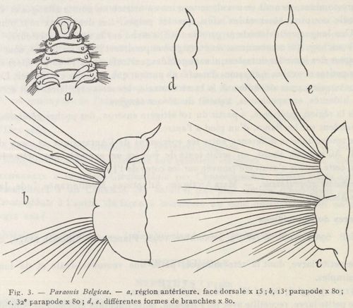 Fauvel (1936, fig. 3)