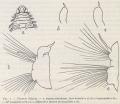 Polychaeta (bristle worms)