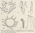 Polychaeta (bristle worms)