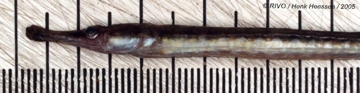 Syngnathus rostellatus Nilsson, 1855