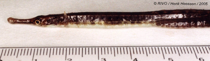 Syngnathus rostellatus Nilsson, 1855 Syngnathus rostellatus Nilsson, 1855