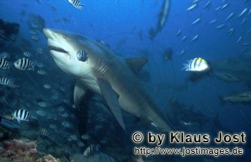 Carcharhinus leucas Carcharhinus leucas