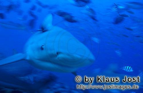 Carcharhinus leucas Carcharhinus leucas
