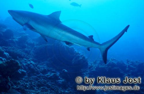 Carcharhinus amblyrhynchos Carcharhinus amblyrhynchos