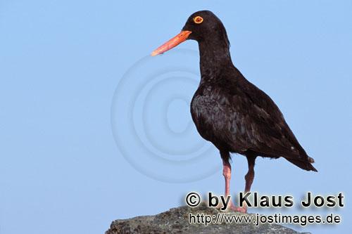 Haematopus moquini