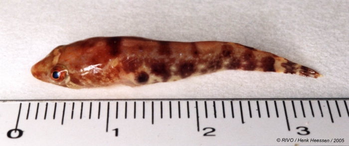 Diplecogaster bimaculata (Bonnaterre, 1788) Diplecogaster bimaculata (Bonnaterre, 1788)