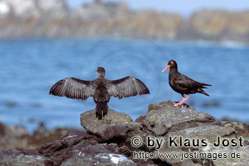 Haematopus moquini Haematopus moquini