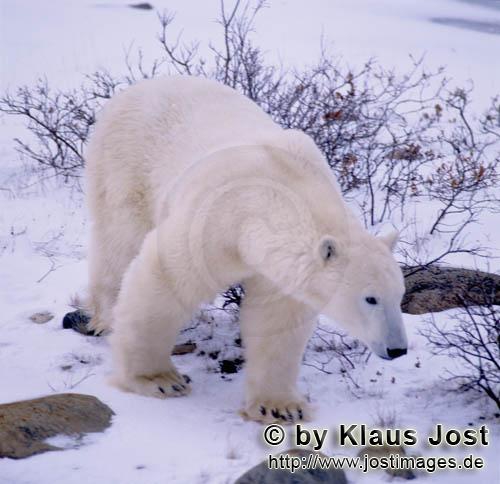 Ursus maritimus