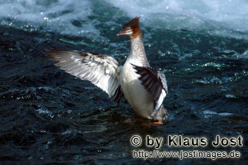 Mergus merganser Mergus merganser