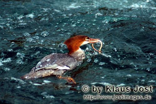Mergus merganser Mergus merganser