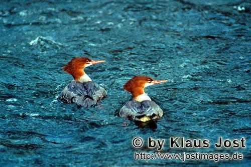 Mergus merganser Mergus merganser