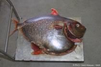 Lampris guttatus (Brnich, 1788)