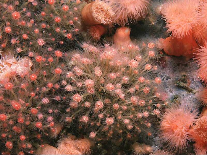 Ectopleura larynx (Ellis & Solander, 1786) Ectopleura larynx (Ellis & Solander, 1786)