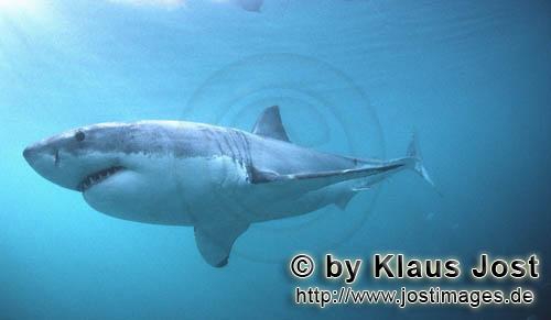 Carcharodon carcharias Carcharodon carcharias