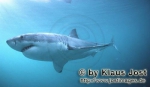 Lamniformes