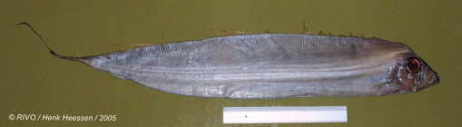 Trachipterus arcticus (Brünnich, 1788)