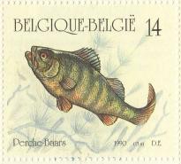 Perca fluviatilis Perca fluviatilis