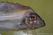 Trachipterus arcticus (Brünnich, 1788)