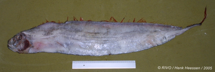 Trachipterus arcticus (Brünnich, 1788) Trachipterus arcticus (Brünnich, 1788)