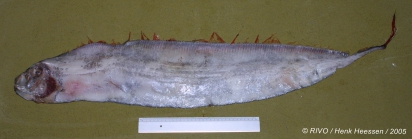 Trachipterus arcticus (Brnnich, 1788)