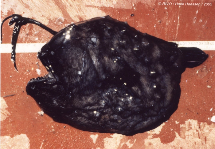 Himantolophus groenlandicus Reinhardt, 1837 Himantolophus groenlandicus Reinhardt, 1837