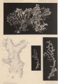 Hydrozoa (hydroids)